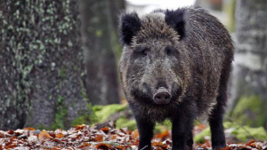 Cinghiali abbattuti a Reggio Calabria, la Lav chiede ''cattura e traslocazione''