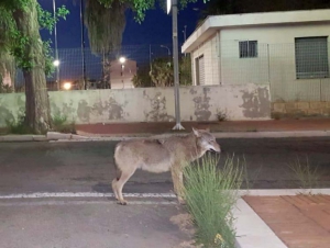 Crotone: lupo avvistato in citt&agrave;