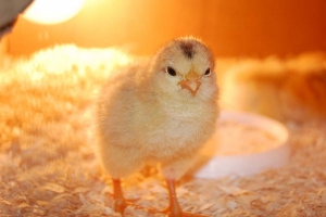 1480 pulcini gettati in trentasette contenitori di cartone, denunciato