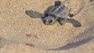 Sulla spiaggia di Sibari nate 45 tartarughe