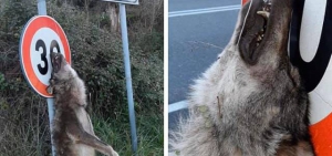 Cane lupo impiccato a Marcellinara