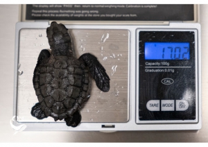 Salvata caretta caretta: aveva lo stomaco pieno di plastica