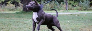 Uomo attaccato dal pitbull della figlia, gravi condizioni