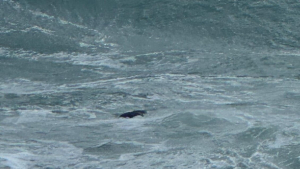 Cadavere avvistato in mare a Tropea