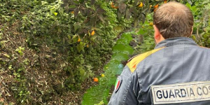 Anoia, scoperto e sequestrato un frantoio abusivo