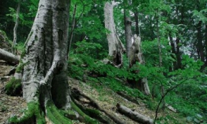 Si perde nei boschi, ritrovato un anziano nel cosentino