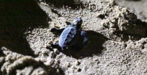 Salvati 20 esemplari di tartaruga a Belvedere Marittimo