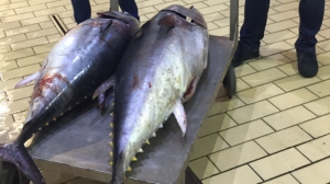 Sequestrato tonno rosso in una pescheria a Reggio Calabria