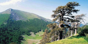 Parco del Pollino: tantissimi incendi nel 2019
