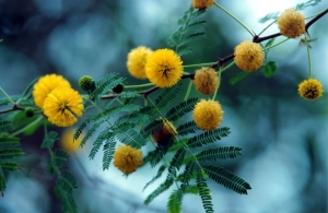 Celebrata la festa della donna al Convitto Galluppi