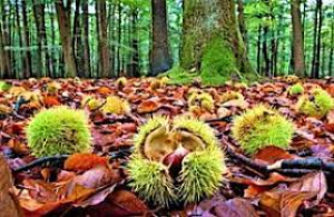 La frutta in guscio e lo sviluppo della sua filiera in Calabria protagonista degli incontri del GAL Valle del Crati