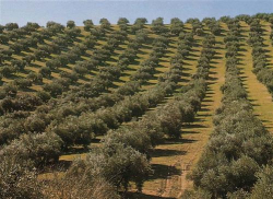 Olivicoltura, confronto sul futuro del settore con istituzioni e operatori a Rossano