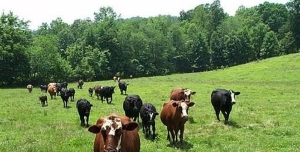 Denunciato allevatore per pascolo abusivo a Zungri