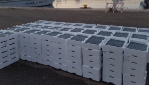 Pesca vietata nel cosentino, sequestrato ''bianchetto''