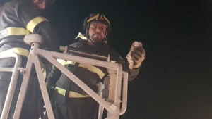Vigili del fuoco salvano due rapaci nel reggino