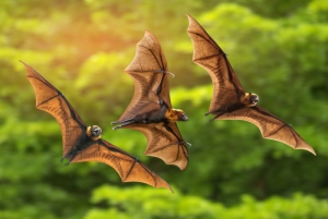 Il mondo dei pipistrelli agli ''Incontri di Natura'' del Parco a Reggio Calabria