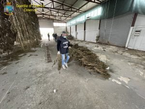 Sequestrati 512 Kg di cannabis nel cosentino