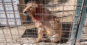 Animali maltrattatati in ricoveri abusivi, denunce e sequestri