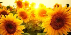Sunflower: un girasole per tutte le donne vittime di violenza