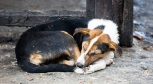 Lotta al randagismo e tutela ambientale, il 12 dicembre la seconda edizione di ''Diamoci la zampa''