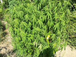 Piantagioni marijuana nel lametino
