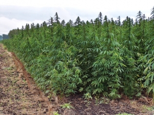 Illecita coltivazione di cannabis nel vibonese