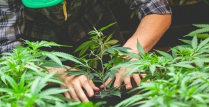 Coltivazione di marijuana controllata da foto trappola nel catanzarese
