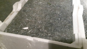 Trasportano abusivamente novellame, denunciati nel cosentino