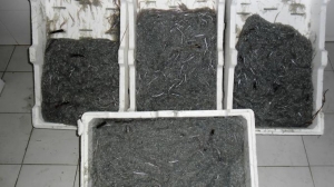 Novellame a Cir&ograve;, sanzione di 5000 euro