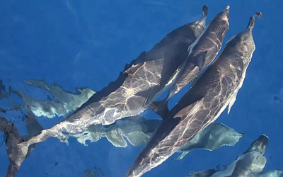 Pesca illegale, 19 chilometri di reti sequestrate nel Tirreno in Calabria